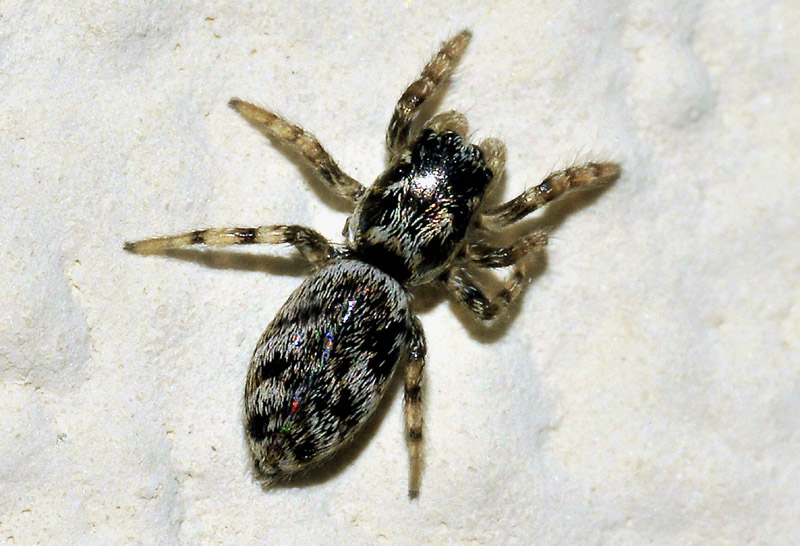 Salticidae da det.